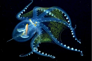 மிக அரிதினும் அரிதான  ஆக்டோபஸ்;  பசிபிக் பெருங்கடலில்