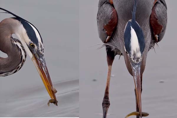 Viral Video: பொறுமையாக இருந்த நாரைக்கு கிடைத்த மீன் வேட்டை... வைரலாகும் காட்சி | Blue Herons Catch Double Fish For Meal Leave One
