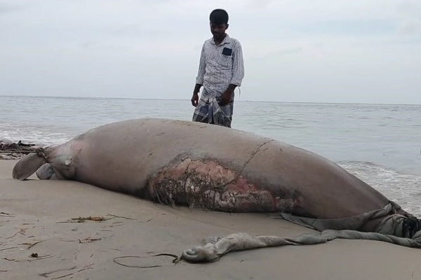 மன்னார் கடல் பகுதியில் கரை ஒதுங்கிய கடல் பசு | A Sea Cow Washed Ashore In The Mannar Sea Area