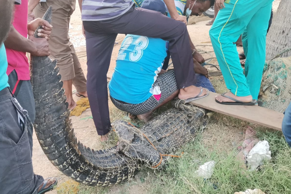 கடற்றொழிலாளர்களின் வலையில் சிக்கிய  எட்டு அடி நீளமான முதலை | An Crocodile Trapped In A Fisherman S Net