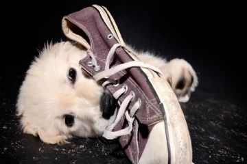 நாய்கள் ஏன் மனிதர்களின் செருப்பை கடிக்கிறது தெரியுமா? காரணம் இதுதான்