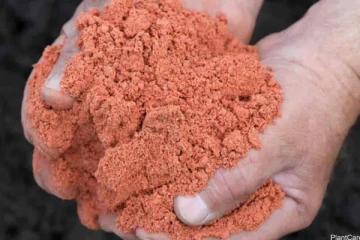 රටේ අර්බුධ හමුවේ යල කන්නයට අවශ්‍ය පොහොර මෙරටට...