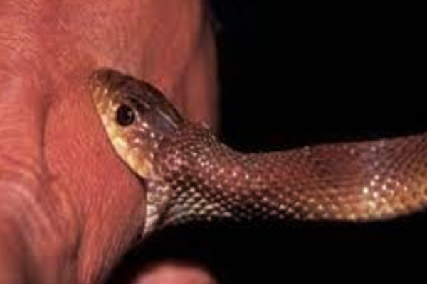 பாம்பு பிடி வீரனின் தவறான செயல் - கடைசியில் உயிரிழந்த பரிதாபம் | Cobra Snake Catcher Dies Man Viral Video
