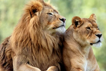 அக்பர், சீதா பெயர் சர்ச்சை; வன அதிகாரி சஸ்பெண்ட் - பாஜக அரசு உத்தரவு!