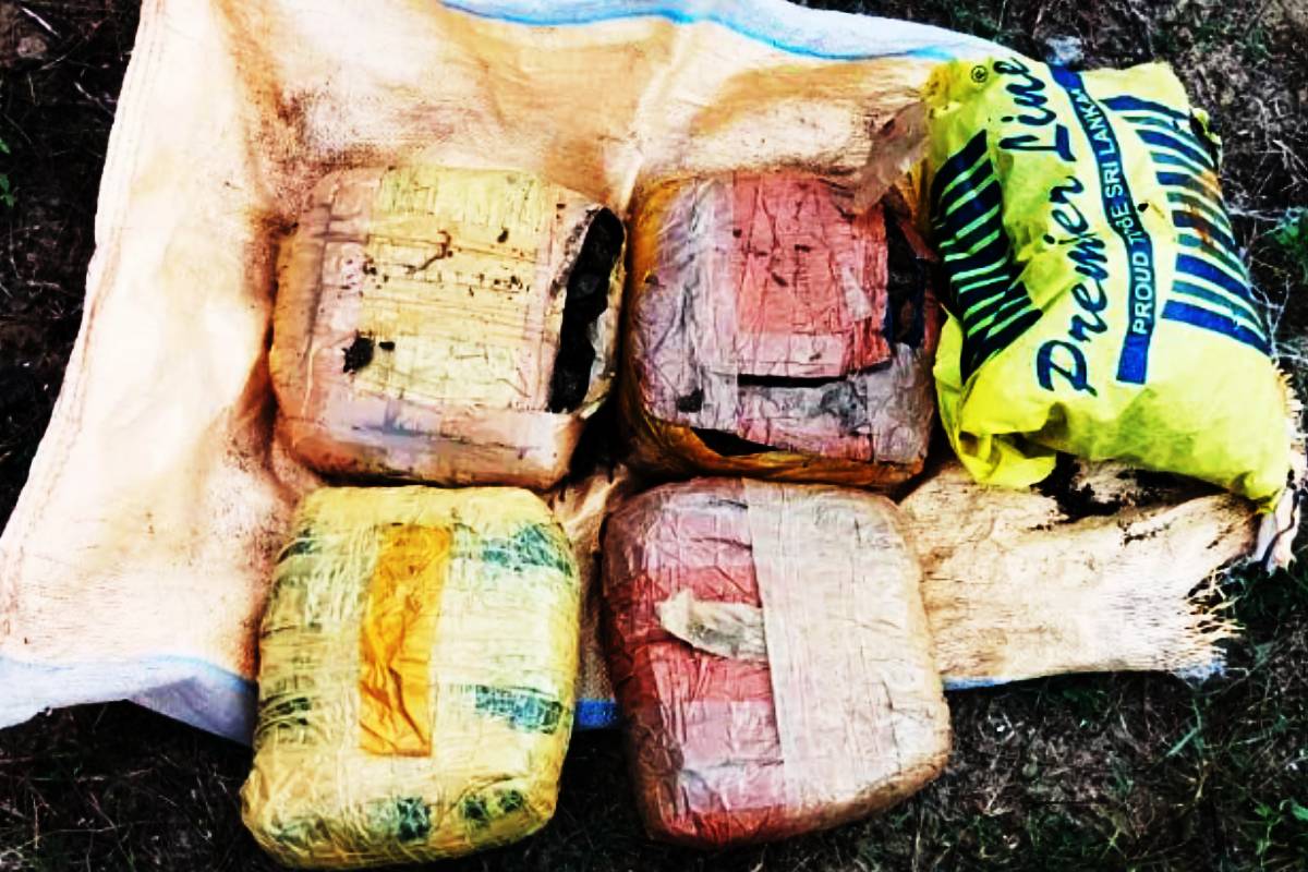 யாழில் பதுக்கி வைக்கப்பட்டிருந்த 9 கிலோ கேரளா கஞ்சா மீட்பு! | 9Kg Kerala Ganja Found In Kodikamam Shrub Land