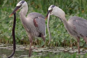 பாம்பை வேட்டையாடி முழுவதுமாக விழுங்கும் கொக்கு... திகிலடைய வைக்கும் காட்சி