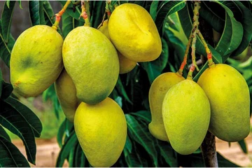 வெளிநாட்டிற்கு ஏற்றுமதி ஆவதற்கு இயக்கச்சியில் தயாராகும் மாம்பழங்கள்! (Video)