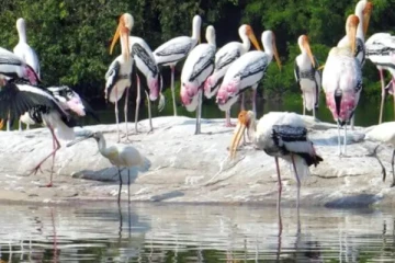 அரிய வகை சுற்றுலா பறவைகளை கொலை செய்த நபர்கள்