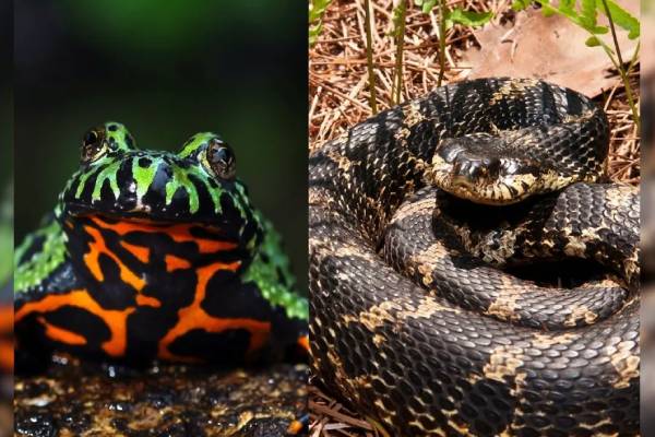 இறந்தது போல் நடித்து எதிரிகளை ஏமாற்றும் விலங்குகள் எவை தெரியுமா? | Animals Deceive Their Enemies Pretending Dead