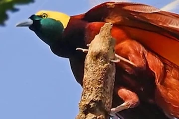 உலகில்  உள்ள வண்ண மயமான பறவைகள்.... ஆச்சரியப்படுத்தும் திறமை!