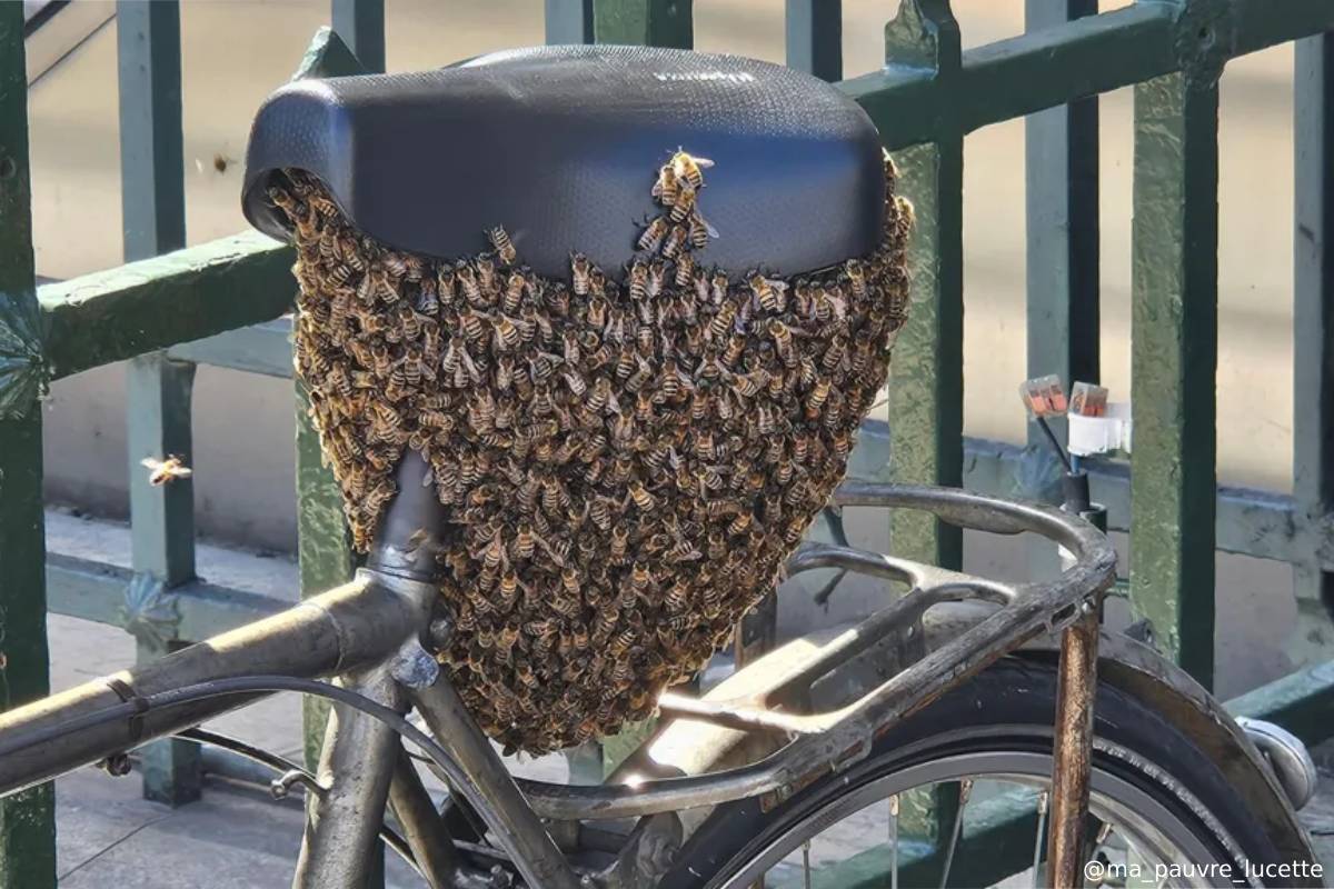 பாரீஸ் அருங்காட்சியகம் முன் சைக்கிளை நிறுத்திய இளைஞர்: திரும்பிவந்தபோது கண்ட காட்சி | 10000 Bees Settles On Bike Outside Louvre