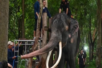 முத்துராஜா யானையின் உடல்நிலை குறித்த வைத்திய அறிக்கை வெளியானது