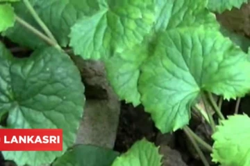 மூளை நன்றாக வேலை செய்ய இந்த கீரையை தொடர்ந்து சாப்பிடலாம்!