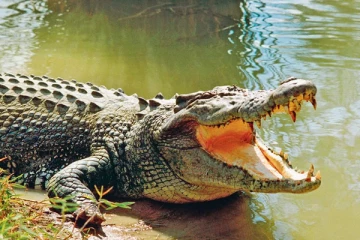 எந்த விலங்குக்கு வலுவான நோயெதிர்ப்பு அமைப்பு உள்ளது தெரியுமா?