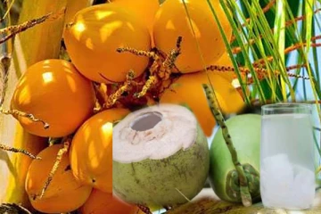 நம்ப முடியாத விலையில் இளநீர்: மக்கள் விசனம்!