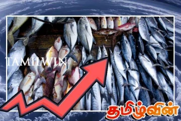 பெங்கல் புயலின் எதிரொலி: உச்சம் தொட்ட மீன்களின் விலை