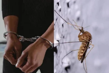 இறந்த கொசுக்களால் சிக்கிய கொள்ளையன்! சுவாரசிய சம்பவம்