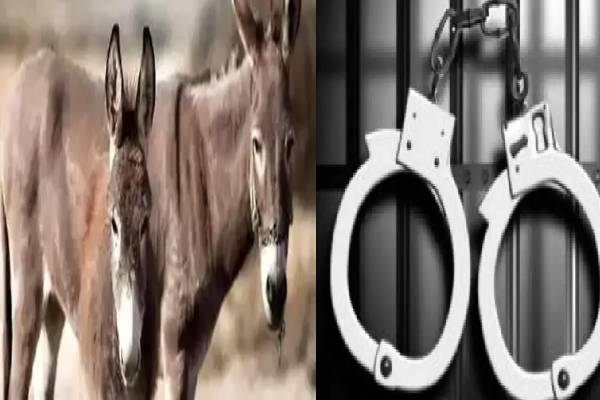 ஆண்மையை அதிகரிக்கும் கழுதை கறி? : ஆந்திராவில் 11 பேர் கைது | 400 Kg Of Donkey Curry Seized In Andhra