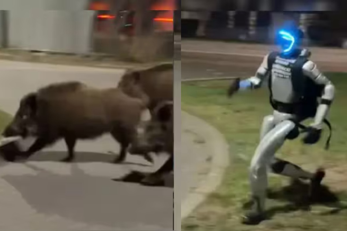 காட்டுப்பன்றிகளை துரத்திய ஹியூமனாய்டு ரோபோ: விரக்தியில் ஆற்றிய எதிர்வினை: வீடியோ | Humanoid Robot Chase Wild Boars In Warsaw