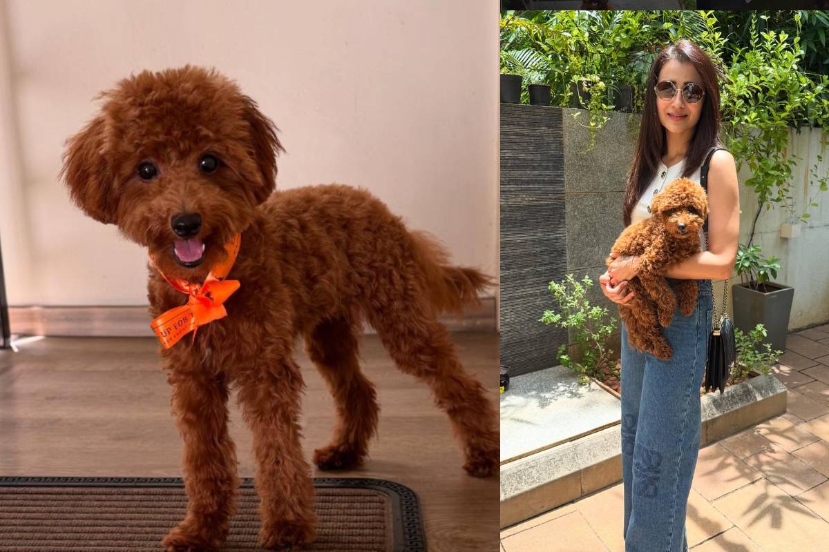 திரிஷா வளர்க்கும் செல்ல நாய் இஸ்ஸி!! இத்தனை சிறப்புகள் இருக்கா? | Trisha Krishnan S Pet Dog Izzy Goes Viral