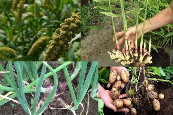யாழில் பூச்சிய உற்பத்தியைக் காட்டும் நான்கு முக்கிய பயிர்ச்செய்கைகள்; யாழ்.மாவட்ட விவசாயப் பணிப்பாளர்! | Four Major Cultivation Abandoned Jaffna District