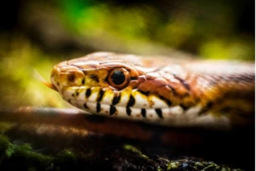 குழந்தையின் படுக்கைக்குக் கீழே கிடந்த அந்த பொருள்... திடுக்கிட்ட பெற்றோர் விடுத்துள்ள கோரிக்கை