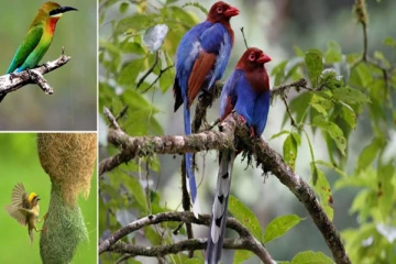 இலங்கையில் முதலாவது பறவைகள் சரணாலயம்