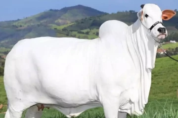 பிரேசிலில் ரூ.40 கோடிக்கு ஏலம் போன நெல்லூர் பசு - அப்படி என்ன ஸ்பெஷல்?