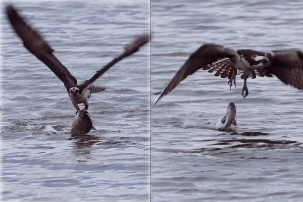 Viral Video: மிகப்பெரிய மீன் இப்படி மிஸ் ஆகிடுச்சே... பரிதாப நிலையில் கழுகு | Eagle Hunt Fish But Escape Viral Video