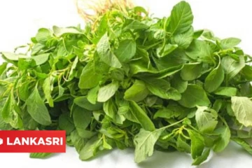 மலட்டுத்தன்மை நீங்க இந்த கீரையை வாரத்திற்கு 2 முறை மதிய உணவோடு சாப்பிடுங்க!