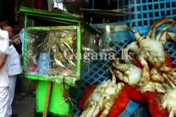 හූනෝ කැරපොත්තෝ එක්ක විෂ බීජ ආකරයක් මැද හැදෙන ගෝල්ෆේස් කෑම. - කන්න කලින් මේක බලලම ඉන්න. (VIDEO)