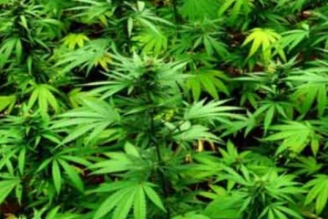 කංසා ගැන තීරණය - රාත්‍රී ආර්ථිකයක් ගැනත් ප්‍රකාශයක්..