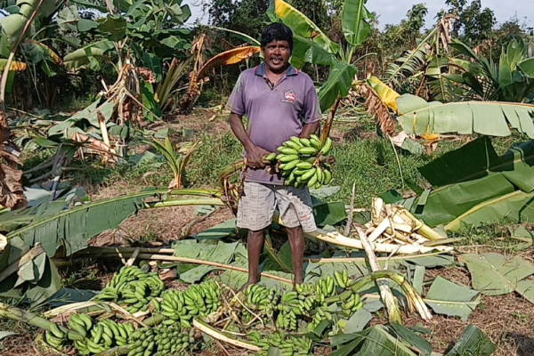 கிளிநொச்சியில் தீவிரமடையும் யானைகளின் அட்டகாசம்: விடுக்கப்பட்ட கோரிக்கை | Elephant Violence Intensifies In Kilinochchi
