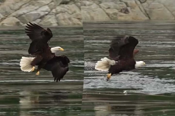 Eagle: அசால்டாக வந்த கழுகு! மீனை கவ்விச் சென்ற காட்சி