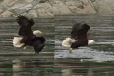 Eagle: அசால்டாக வந்த கழுகு! மீனை கவ்விச் சென்ற காட்சி