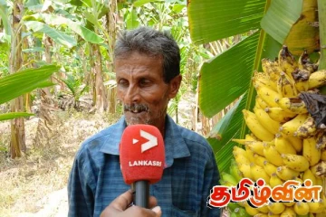 கிளிநொச்சி மாவட்டத்தில் வாழைக்குலை விலையில் வீழ்ச்சி