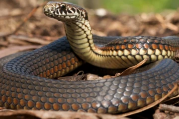 அண்ணனின் இறுதிச்சடங்கிற்கு சென்ற தம்பிக்கு நேர்ந்த கதி!