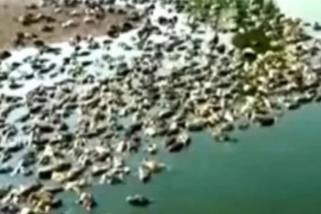 தண்ணீர் குடித்த 3000 வாத்துக் குஞ்சுகள் மர்மமான முறையில் மரணம்!