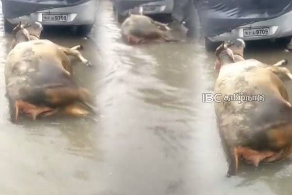 Cow dies due to electrocution in rain water