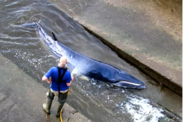 தேம்ஸ் நதியில் வந்து மாட்டிக்கொண்ட திமிங்கலம்! உயிருடன் மீட்க போராடிவரும் மீட்புப் படையினர்! வெளியான சுவாரசியமான புகைப்படங்கள்