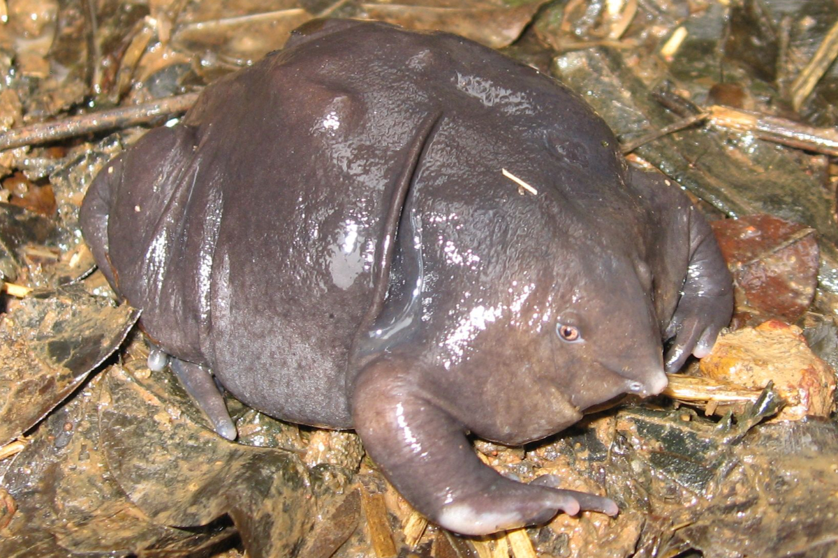 அரிய வகை பன்றி முக தவளைகள் | Pig Faced Purple Frog Tn Launches New Mission அரிய வகை பன்றி முக தவளைகள் | Pig Faced Purple Frog Tn Launches New Mission