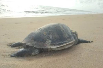 இறந்த நிலையில் புத்தளத்தில் கரை ஒதுங்கிய கடலாமைகள்