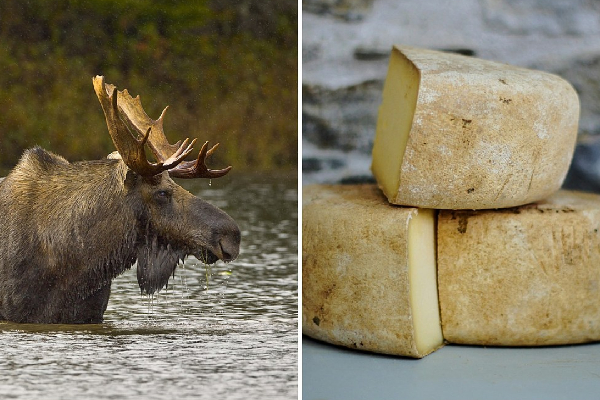 உலகின் மிக விலையுயர்ந்த சீஸ் - எந்த விலங்கின் பாலில் ரெடியாகுது தெரியுமா? | Worlds Most Expensive Cheese Milk Donkey உலகின் மிக விலையுயர்ந்த சீஸ் - எந்த விலங்கின் பாலில் ரெடியாகுது தெரியுமா? | Worlds Most Expensive Cheese Milk Donkey