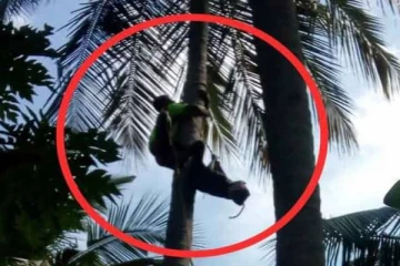 60 அடி உயர தென்னை மரத்தில் தலைகீழாக தொங்கிய தொழிலாளி! அதன் பின்பு நடந்த சம்பவம்