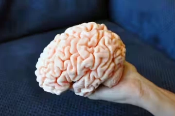 உலகின் முதல் 3D அச்சிடப்பட்ட மூளை திசுக்களை வெளியிட்ட விஞ்ஞானிகள்