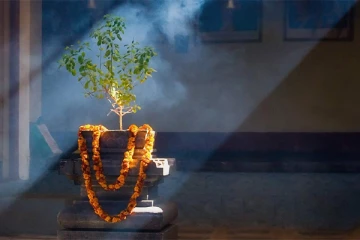 துளசியை வலம் வந்தால் நிதி நெருக்கடி தீரும்! இந்த முறையை பின்பற்றினால் போதும்