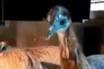 තායිලන්තයෙන් මෙරටට රැගෙන ආ පක්ෂීන් (VIDEO)