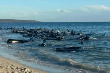 கூட்டம் கூட்டமாக கரை ஒதுங்கிய திமிங்கலங்கள்; பரபரப்பு - என்ன காரணம்?