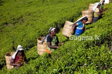 වතු ජනතාවට අලුත් ආණ්ඩුවෙන් විශේෂ දෙයක් දෙන්න යයි..මෙතෙක් කිසිවෙක් සිදු නොකළ දෙයක්.