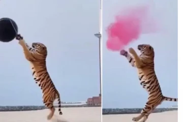 பிறக்கப் போகும் குழந்தை ஆணா? பெண்ணா? கண்டுபிடிக்க புலியை வைத்து தம்பதி செய்த செயல்.. விமர்சனத்தை கிளப்பிய வீடியோ